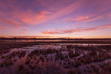 Kar kazları uçuş gündoğumu