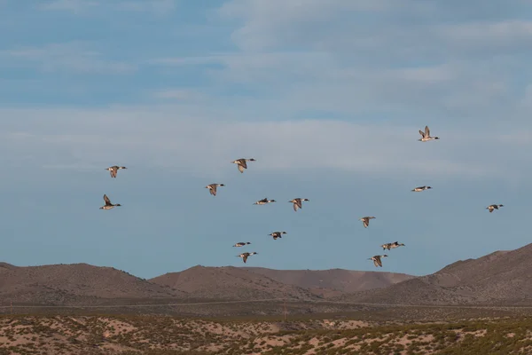 Pintail ducks in Flight — Stock Photo, Image