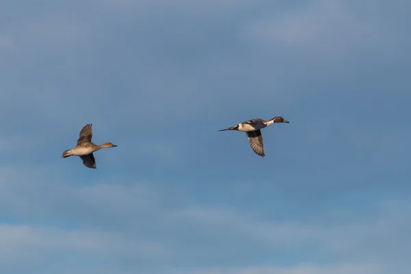 Pintail ducks in Flight — Stock Photo, Image