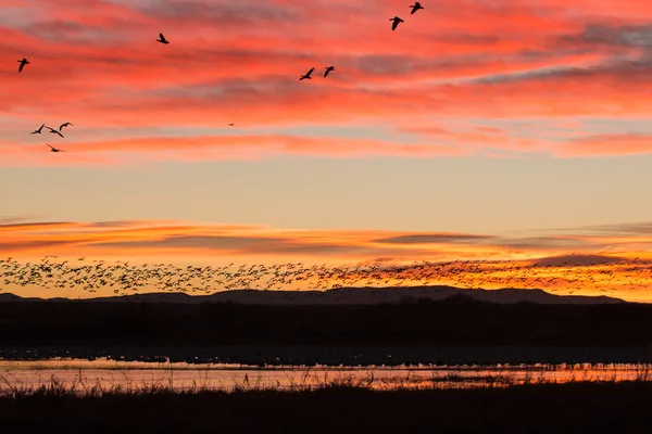 Sneeuw ganzen in vlucht bij zonsopgang — Stockfoto