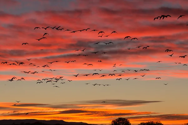 Snow Geese in Flight at Sunrise — Stock Photo, Image