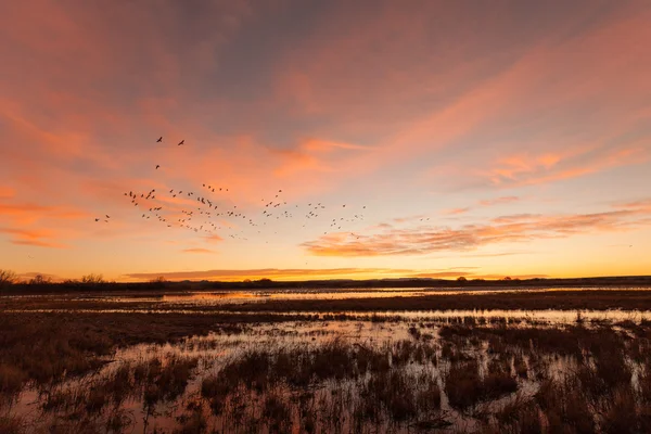 Snow Geese in Flight at Sunrise — Stock Photo, Image