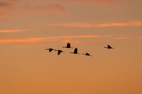 Sandhill Cranes in Flight at sunrise — Stock Photo, Image