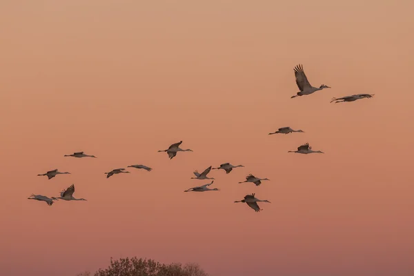 Sandhill Cranes in Flight at sunrise — Stock Photo, Image
