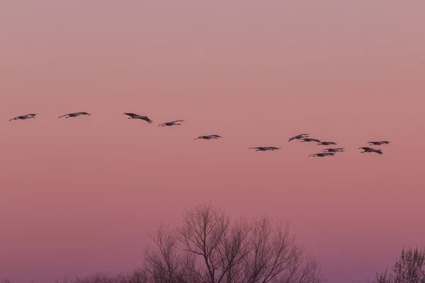 Sandhill Cranes in Flight at sunrise — Stock Photo, Image