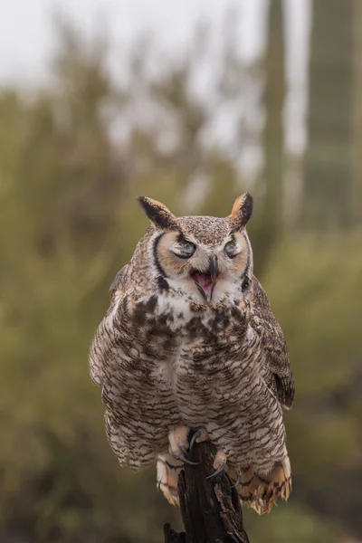 Gran búho de cuernos — Foto de Stock