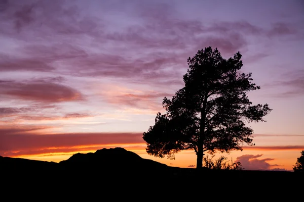 Pine Tree in Sunset — Stock Photo, Image