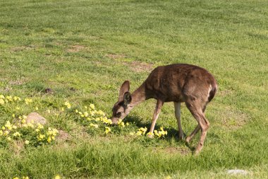 Siyah kuyruklu geyik.