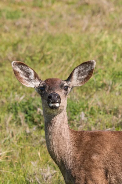 Blacktail Deer Doe — Stock Photo, Image