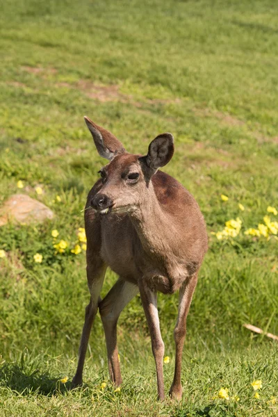 Černoocasý jelen — Stock fotografie