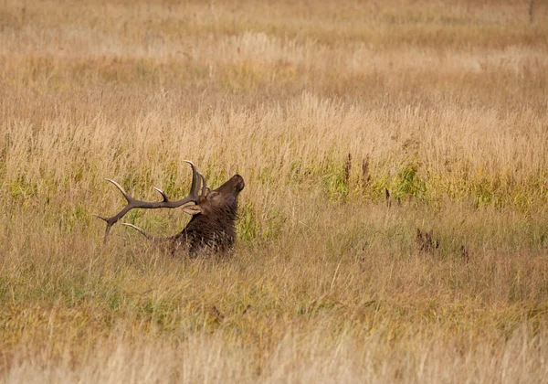 Bull elk lůžkový — Stock fotografie