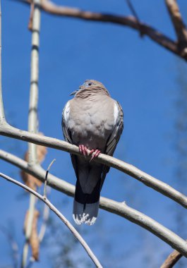 Kestane rengi çan sonbahar