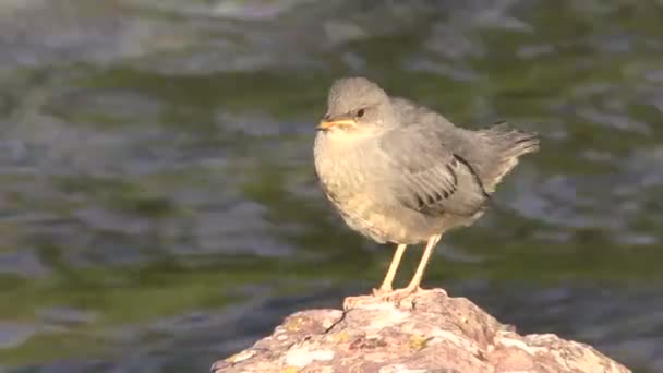 Trempette américaine — Video