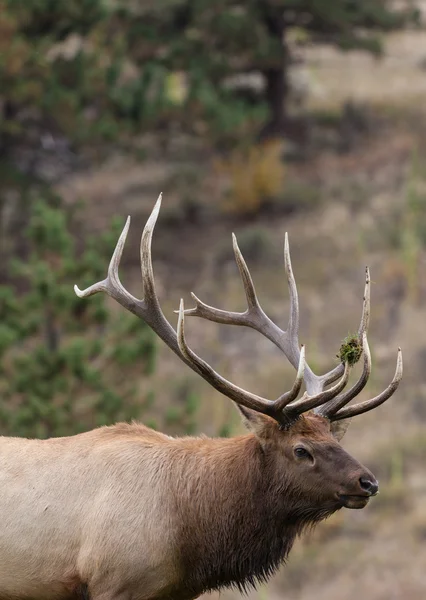 Boğa elk — Stok fotoğraf