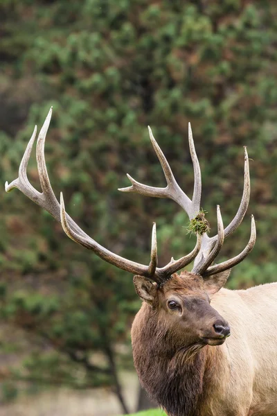 Boğa elk — Stok fotoğraf