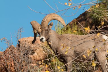 çöl bighorn ram