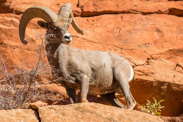 Desierto Bighorn Ram —  Fotos de Stock