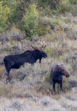 Sonbaharda Wyoming 'de tekdüze bir boğa ve inek geyiği.