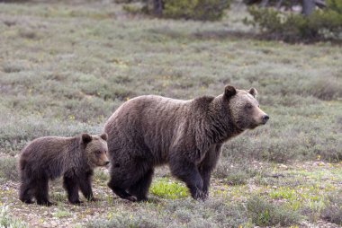 Grand Teton Ulusal Parkı Wyoming 'de ilkbaharda bir boz ayı ve yavrusu.