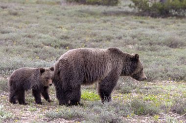 Grand Teton Ulusal Parkı Wyoming 'de ilkbaharda bir boz ayı ve yavrusu.