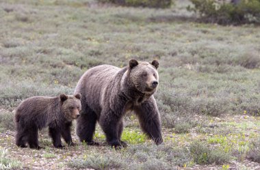Grand Teton Ulusal Parkı Wyoming 'de ilkbaharda bir boz ayı ve yavrusu.
