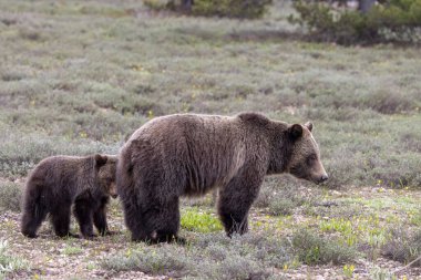 Grand Teton Ulusal Parkı Wyoming 'de ilkbaharda bir boz ayı ve yavrusu.