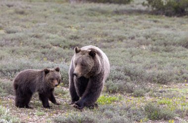 Grand Teton Ulusal Parkı Wyoming 'de ilkbaharda bir boz ayı ve yavrusu.