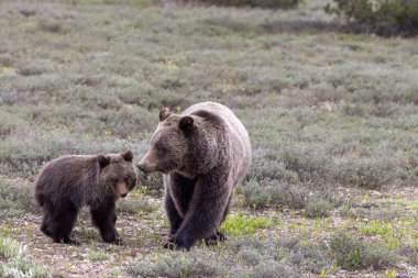 Grand Teton Ulusal Parkı Wyoming 'de ilkbaharda bir boz ayı ve yavrusu.