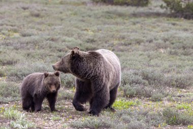 Grand Teton Ulusal Parkı Wyoming 'de ilkbaharda bir boz ayı ve yavrusu.