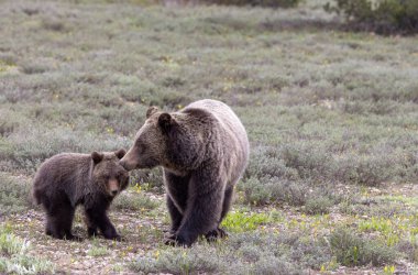 Grand Teton Ulusal Parkı Wyoming 'de ilkbaharda bir boz ayı ve yavrusu.
