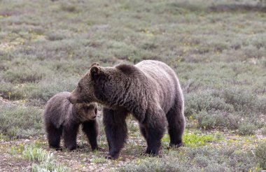 Grand Teton Ulusal Parkı Wyoming 'de ilkbaharda bir boz ayı ve yavrusu.