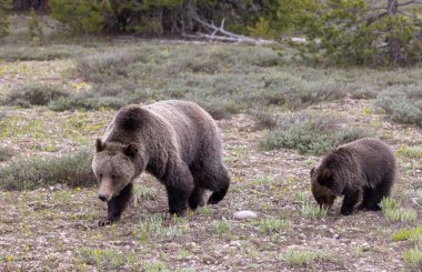 Grand Teton Ulusal Parkı Wyoming 'de ilkbaharda bir boz ayı ve yavrusu.