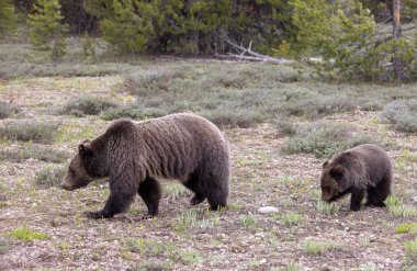 Grand Teton Ulusal Parkı Wyoming 'de ilkbaharda bir boz ayı ve yavrusu.