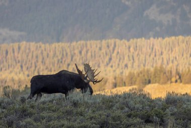 Grand Teton Ulusal Parkı Wyoming 'de sonbaharda bir geyik.