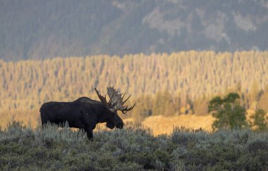 Grand Teton Ulusal Parkı Wyoming 'de sonbaharda bir geyik.