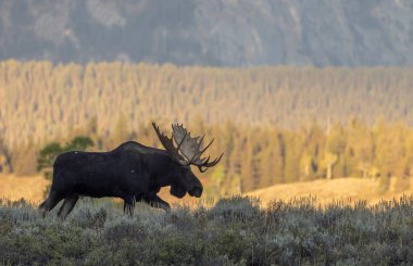 Grand Teton Ulusal Parkı Wyoming 'de sonbaharda bir geyik.