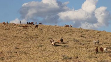 Utah çölünde sonbaharda vahşi atlar