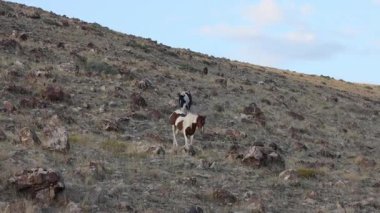 Utah çölünde sonbaharda vahşi atlar