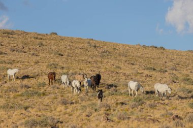 a herd of wild horses in the Utah dessert in autumn