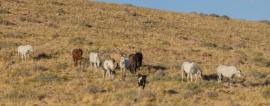 a herd of wild horses in the Utah dessert in autumn