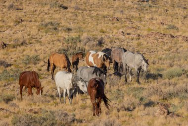 a herd of wild horses in the Utah dessert in autumn