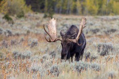a bull shiras moose in autumn in Grand Teton National Par Wyoming