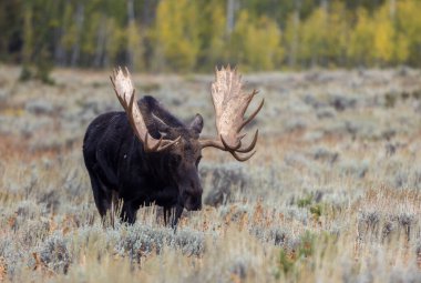 a bull shiras moose in autumn in Grand Teton National Par Wyoming