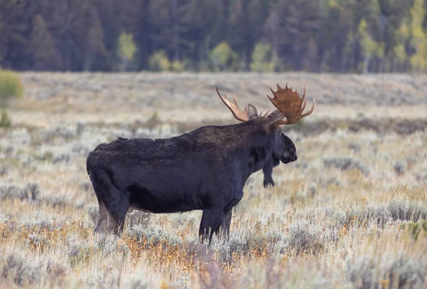 a bull shiras moose in autumn in Grand Teton National Par Wyoming