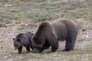 a grizzly bear sow and her cub in spring in Grand Teton National Park Wyoming