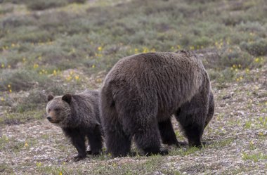 a grizzly bear sow and her cub in spring in Grand Teton National Park Wyoming
