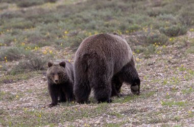 a grizzly bear sow and her cub in spring in Grand Teton National Park Wyoming