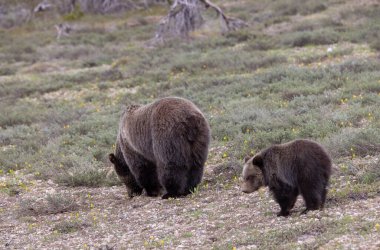 a grizzly bear sow and her cub in spring in Grand Teton National Park Wyoming