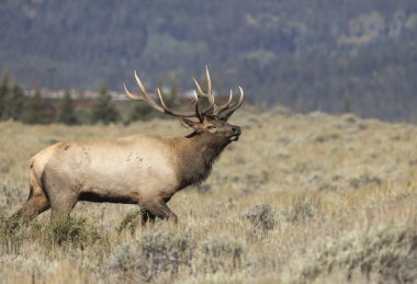 Grand Teton Ulusal Parkı Wyoming 'de sonbahar montajı sırasında bir boğa geyiği.