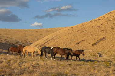 Utah çölünde sonbaharda vahşi atlar